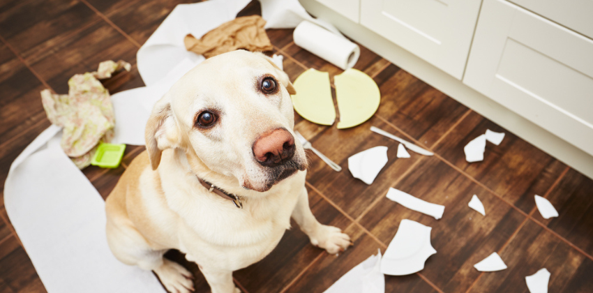 dog with broken plates and trash